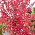 Javor freemanov (Acer Freemanii) (JEFFERSRED) ´AUTUMN BLAZE´® - výška 250-300 cm, C150L - VIACKMENNÝ